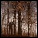 Apoptose - Bannwald (2010)