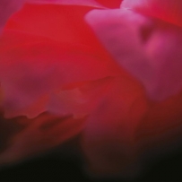 Ignis Fatuus - In Our Mad Bliss (2005)