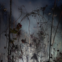 花朵全都变黑了，被霜冻伤