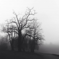 我此刻只想融入天空