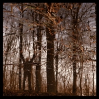 Apoptose - Bannwald (2010)