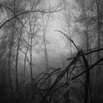 Hopkins Memorial Forest